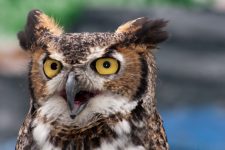 Blld „WR - Great Horned Owl 4“ unter <a title="Details zur Lizenz" href="https://creativecommons.org/licenses/by/2.0/legalcode" srcset=